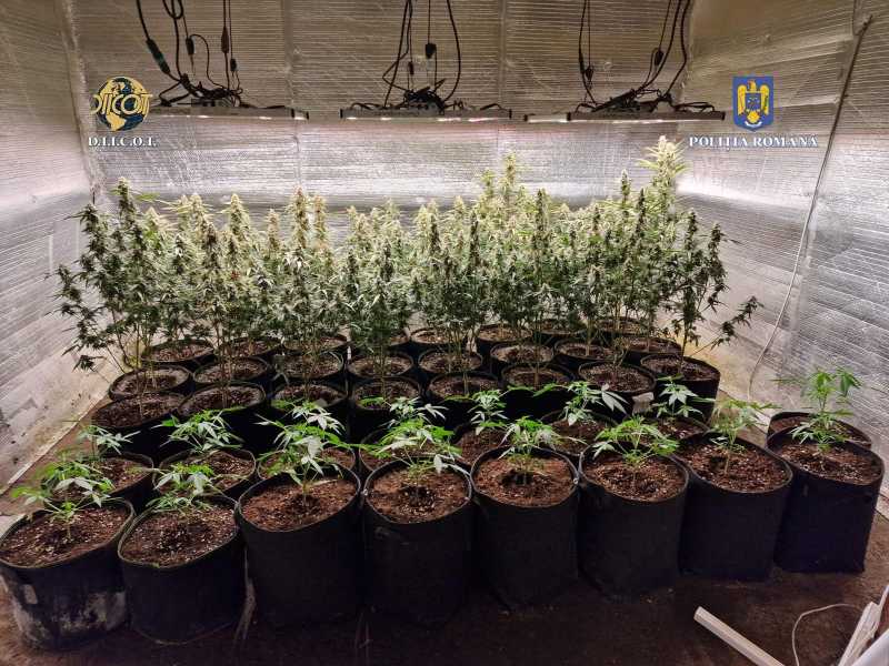Patru persoane, arestate într-un dosar de trafic de droguri de risc și de mare risc
