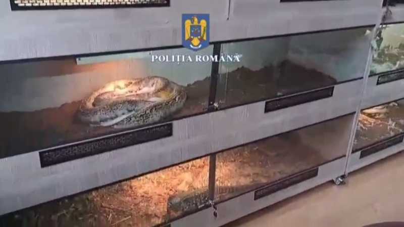 150 de reptile și nevertebrate – depistate la un tânăr din Ploiești; el nu avea documente legale de proveniență