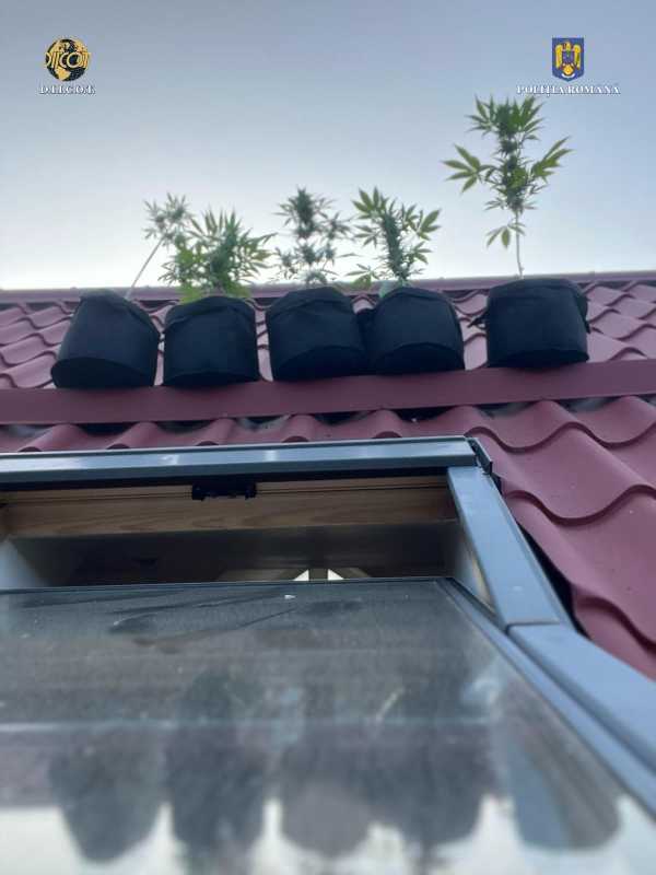 Cultură de canabis găsită pe acoperișul unui imobil din stațiunea Bușteni; două persoane – arestate