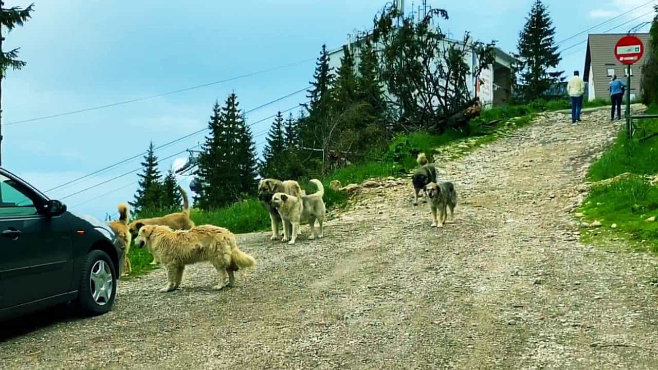 Am ajuns la cota 1400 Sinaia /Priveliste Superba