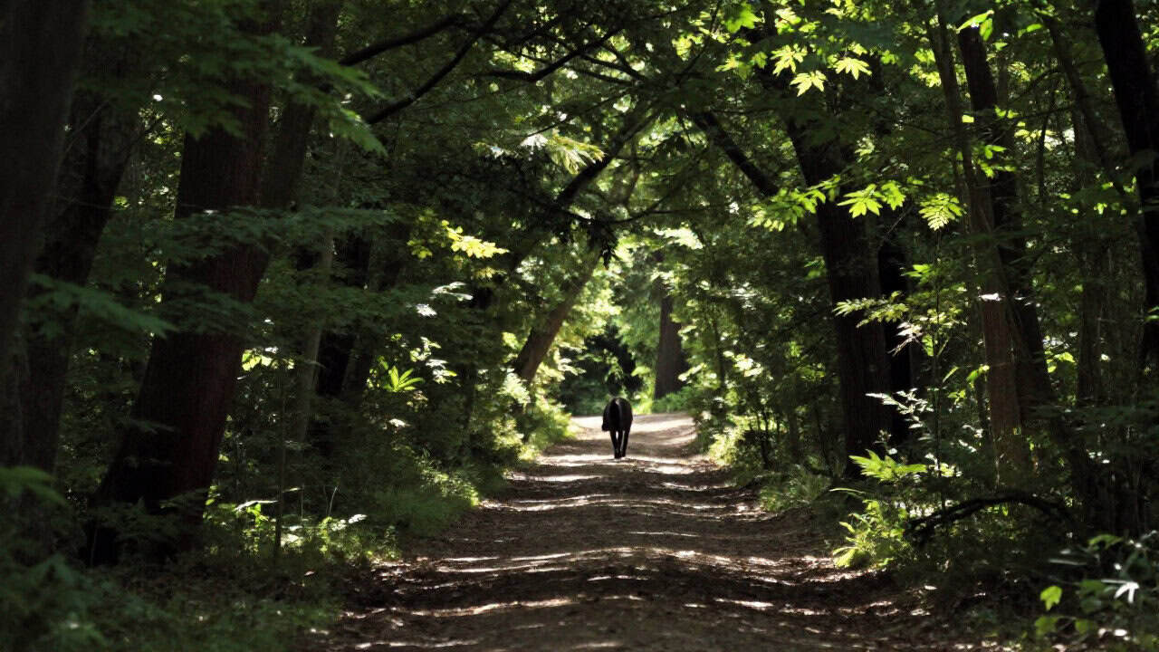 Peste 20 de alerte de urs emise de la începutul lunii mai; ISU transmite sfaturi pentru cetățeni