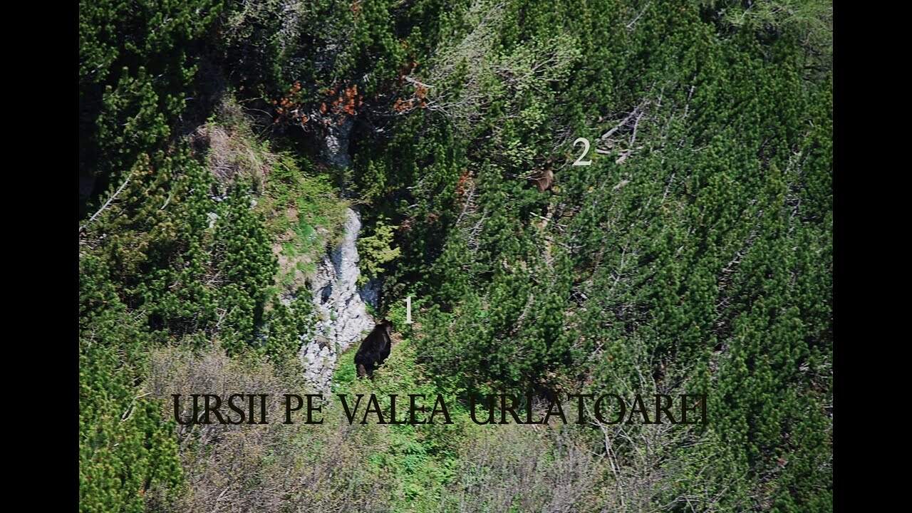 Urși pe valea Urlătorii Mici,Munții  Bucegi