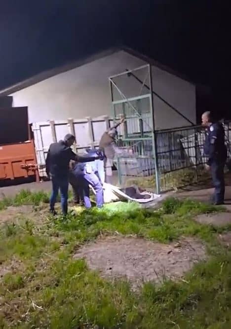 Urs capturat în incinta Școlii de Agenți de Poliție de la Câmpina, într-o cușcă special amplasată; va fi relocat