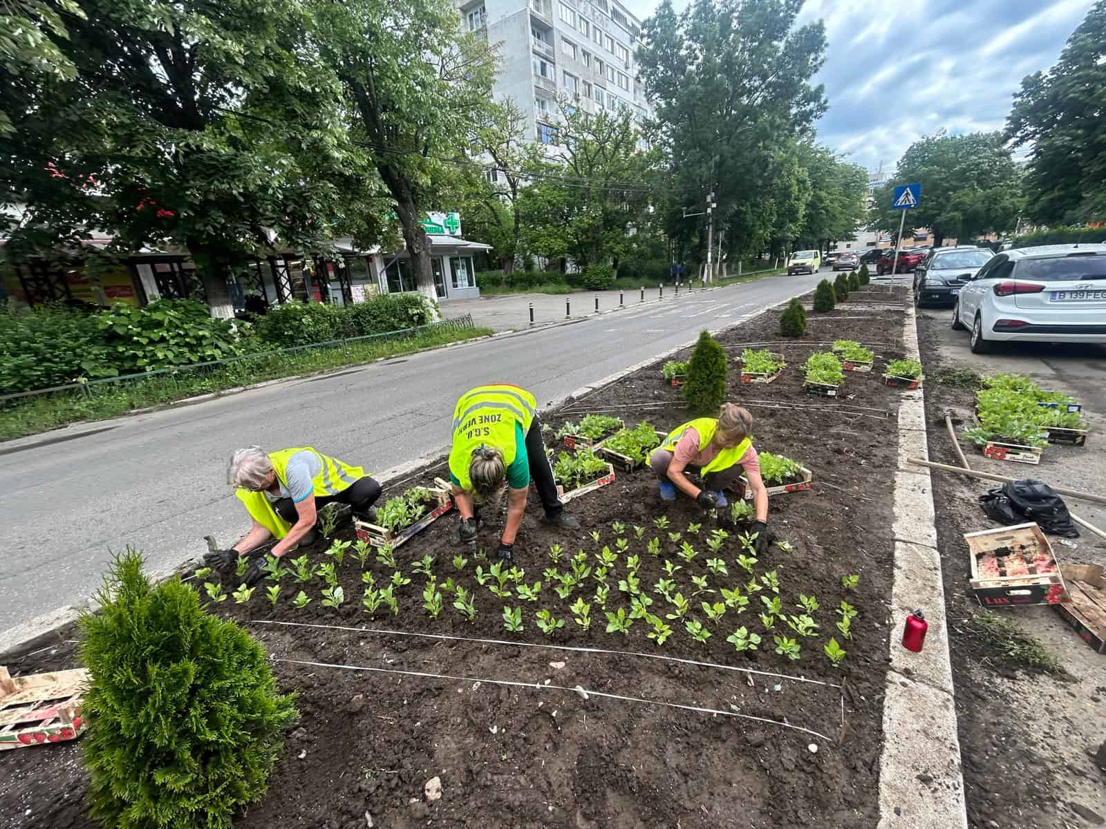 SGU Ploiești: Colegii noștri execută în cursul zilei de astăzi o acțiune de plantare a daliilor pe Strada Cameliei, în zona Ideal
