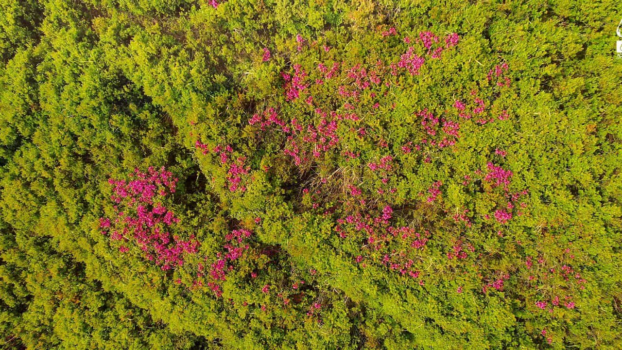 Rhododendron flowers in Ciucas Mountains / Bujorii de munte din Munții Ciucaș