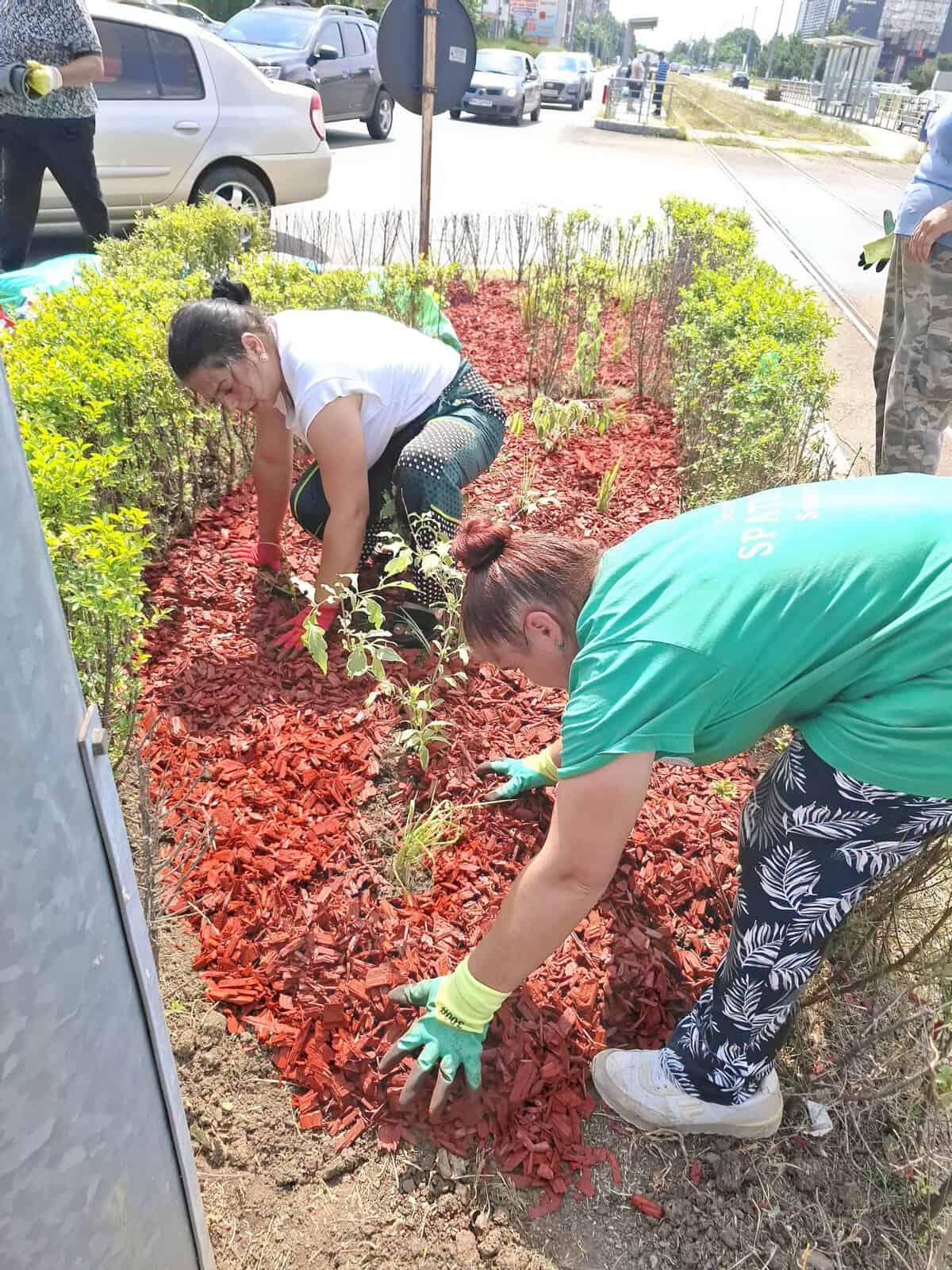 SGU Ploiești: În această perioadă, colegii de la departamentul Spații Verzi desfășoară lucrări de reamenajare a spațiului verde în sensul giratoriu situat la intersecția dintre Șoseaua Vestului și Strada Mărășești