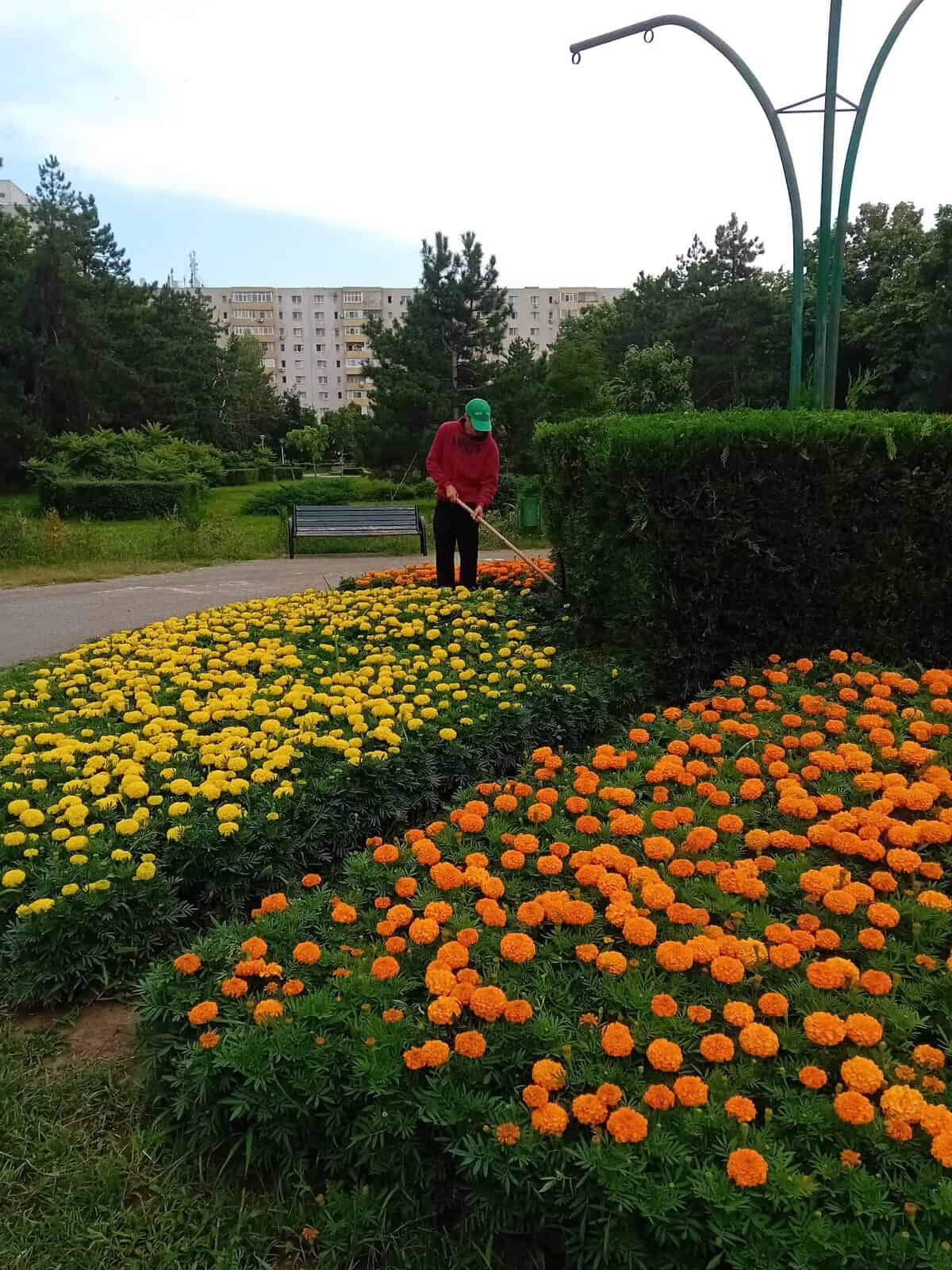 SGU Ploiești: Continuăm activitatea de întreținere a spațiilor verzi de pe domeniul public