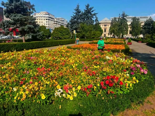 SGU Ploiești: Monitorizarea și udarea materialului dendro floricol din zonele verzi ale orașului
