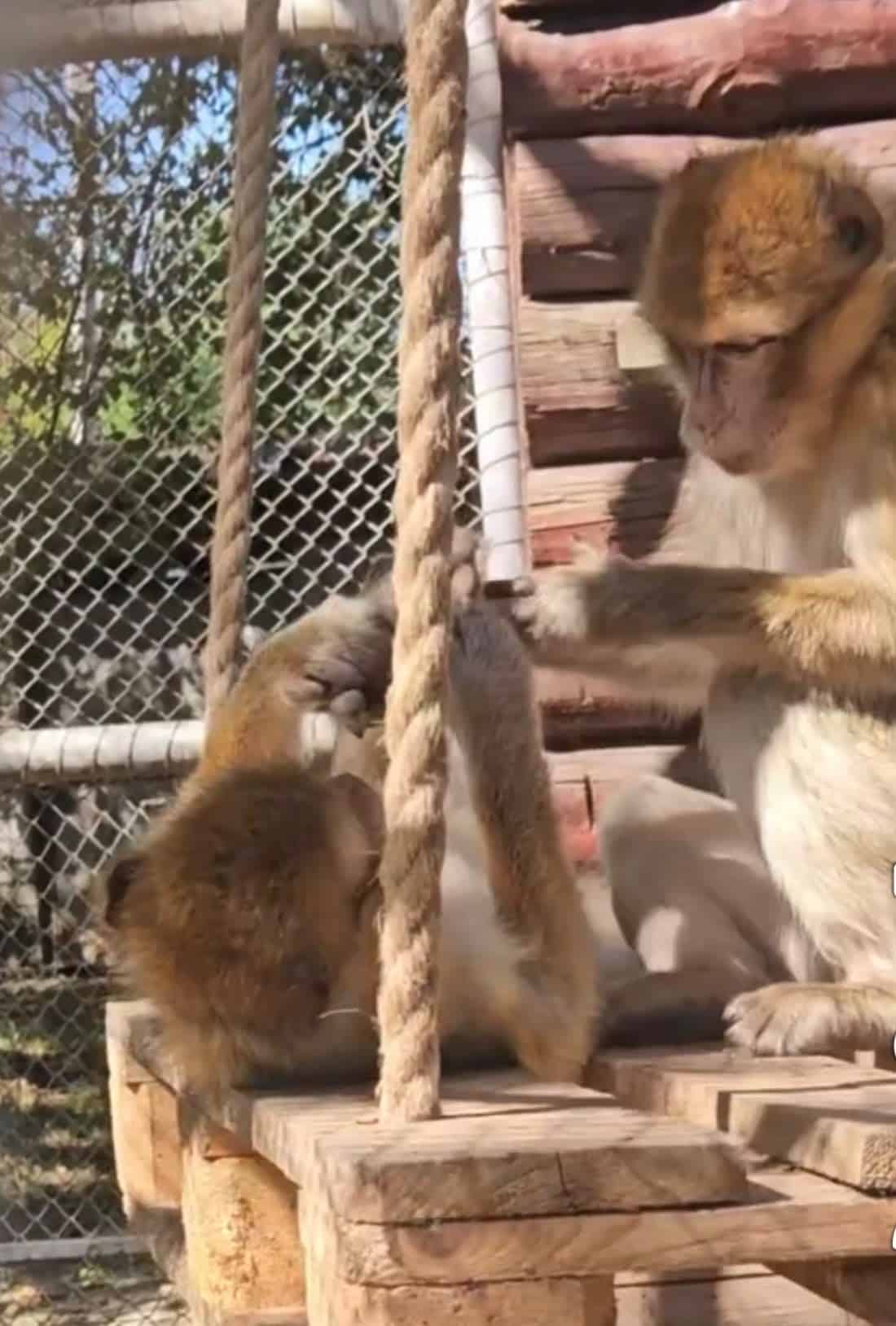 Sandy și Frieda, două dintre atracțiile Zoo Ploiești – Bucov. Macacii berberi, surprinși într-un moment de relaxare